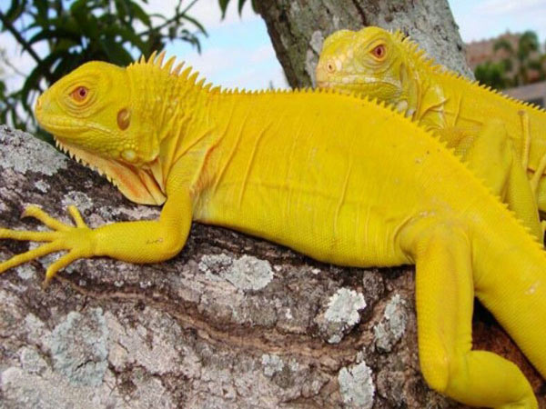 Rồng Nam Mỹ bạch tạng vàng ( Albino Iguana ) Rồng Nam Mỹ bạch tạng vàng ( Albino Iguana )