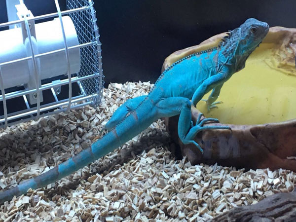 Rồng Nam Mỹ Blue Iguana Rồng Nam Mỹ Blue Iguana