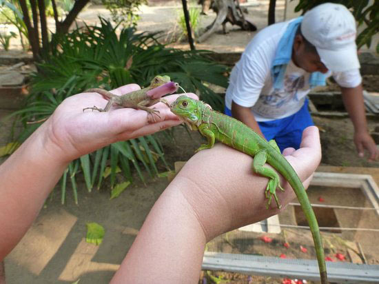 Hình ảnh chú Rồng Nam Mỹ Green Iguana baby giá 700k được bán ở Vietpetgarden.net