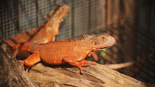 Khi mua Rồng Nam Mỹ Đỏ - Red Iguana bạn nên chú ý các điểm sau để chọn được con giống tốt nhất Khi mua Rồng Nam Mỹ Đỏ - Red Iguana bạn nên chú ý các điểm sau để chọn được con giống tốt nhất