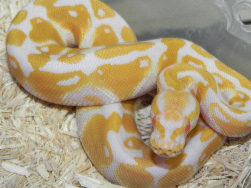 Baby Albino Ball Pythons