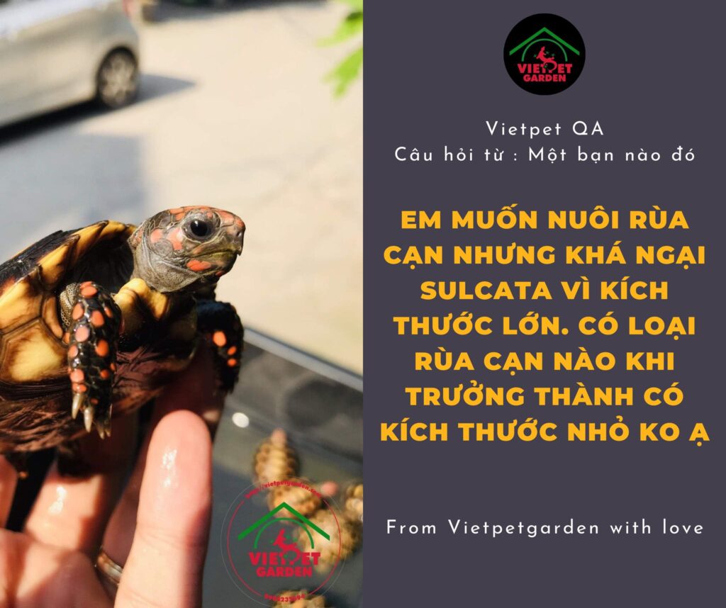 Red Foot Tortoise - Rùa Chân Đỏ a