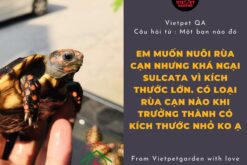 Red Foot Tortoise - Rùa Chân Đỏ a