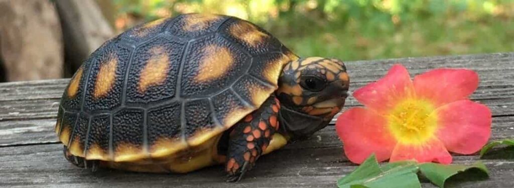 Red Foot Tortoise - Rùa Chân Đỏ a