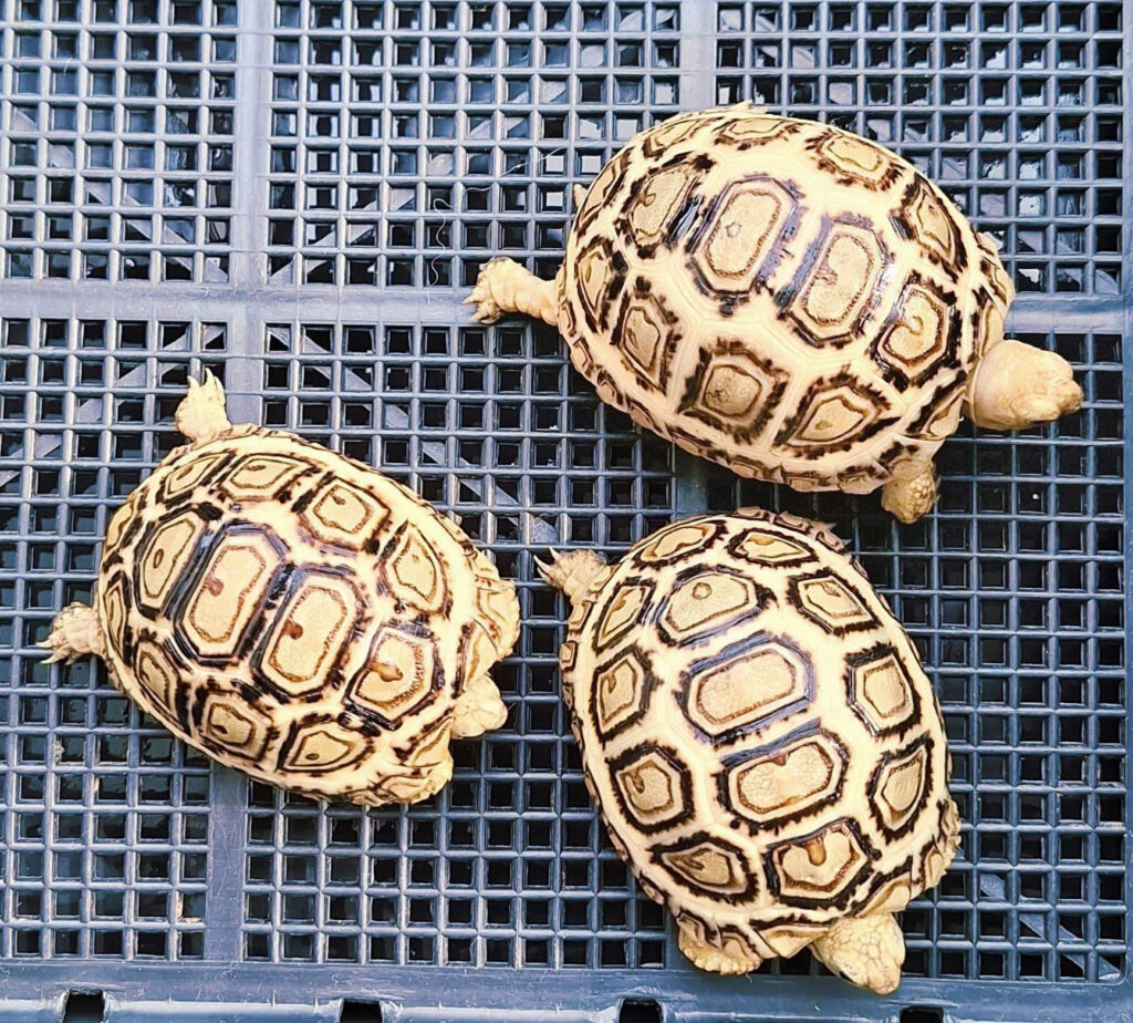 Rùa da báo - Leopard Tortoise (1)