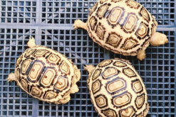 Rùa da báo - Leopard Tortoise (1)