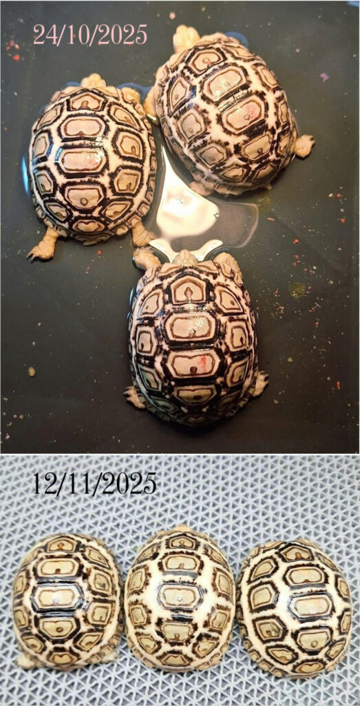 Rùa da báo - Leopard Tortoise (1)