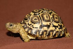 Rùa da báo - Leopard Tortoise (1)