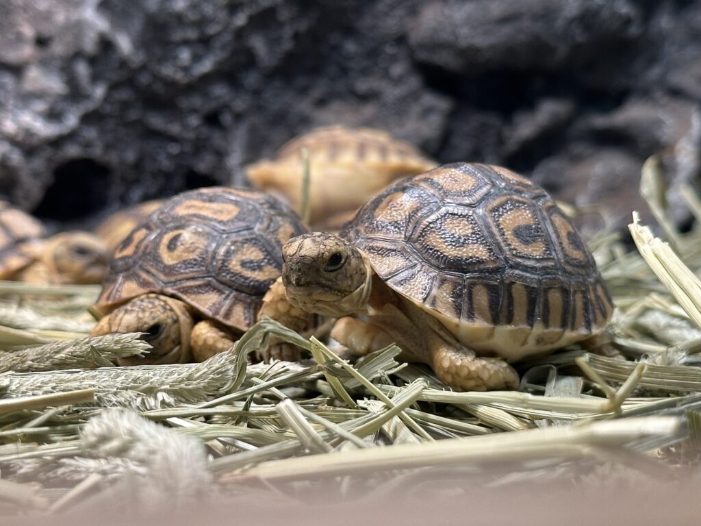 Rùa da báo - Leopard Tortoise (1)
