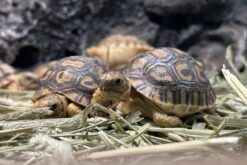 Rùa da báo - Leopard Tortoise (1)