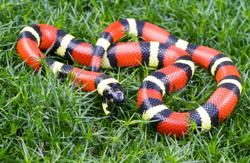 Rắn sữa - Milk Snake (1)