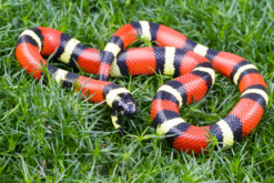Rắn sữa - Milk Snake (1)
