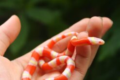 Rắn sữa - Milk Snake (1)
