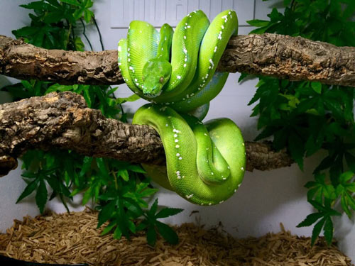 Chuồng nuôi trăn Green Tree Python nên có cây xanh, khúc gỗ đủ cứng ngang chuồng để trăn cuộn trên đó Chuồng nuôi trăn Green Tree Python nên có cây xanh, khúc gỗ đủ cứng ngang chuồng để trăn cuộn trên đó