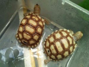 Rùa cạn Sulcata Tortoise