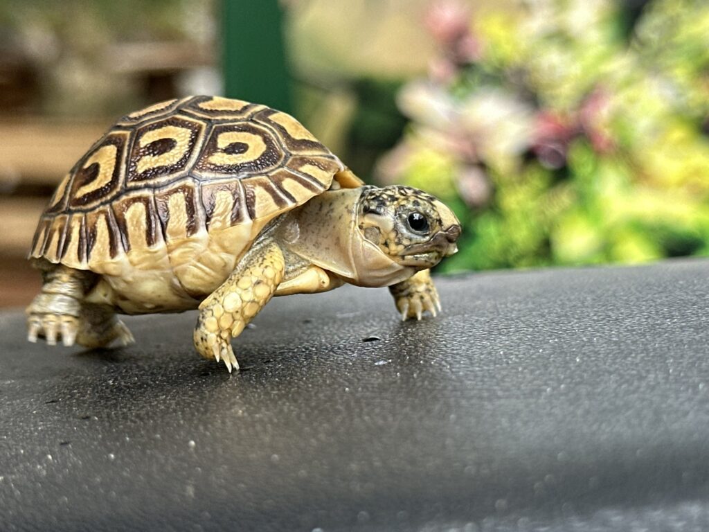 Rùa da báo - Leopard Tortoise (1)