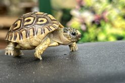 Rùa da báo - Leopard Tortoise (1)