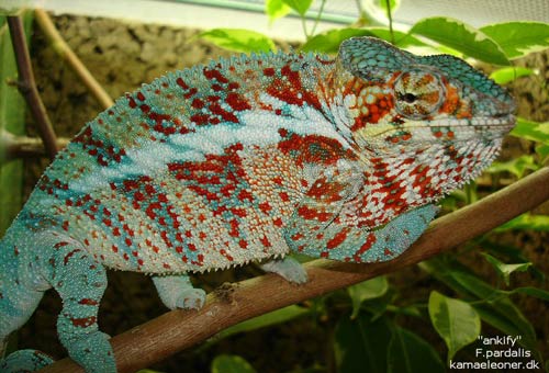Ankify panther chameleon