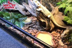 vỏ thông chó bò sát