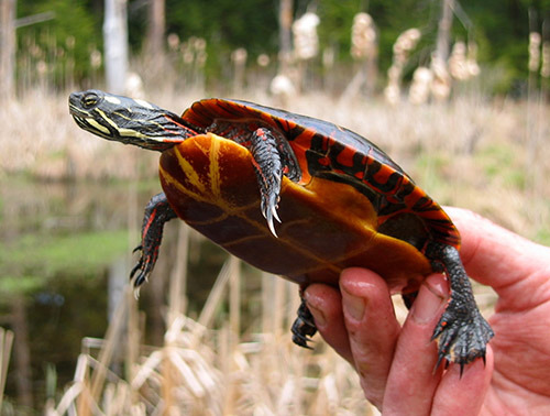 The Eastern Painted Turtle là một loài rùa đầy màu sắc và độc đáo. Điểm nhấn đặc biệt trong thiên nhiên, họ dường như đang thu hút sự chú ý từ mọi người. Hãy để mình mê mẩn với sự đẹp của loài rùa này qua bức ảnh tuyệt vời này.