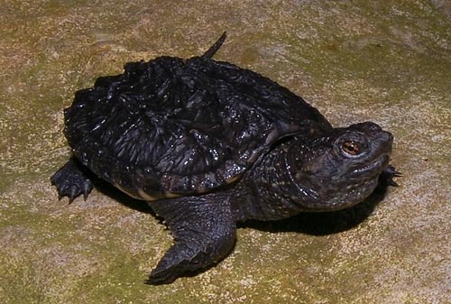 Common Snapping Turtle 2