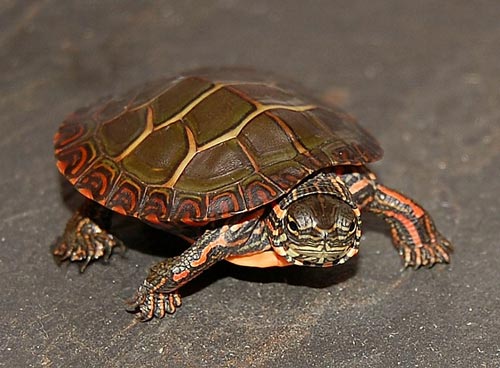 Tông màu trầm ấm cùng với họa tiết độc đáo, chú rùa Eastern Painted Turtle sẽ làm say lòng những tín đồ yêu thích Châu Á. Hình ảnh này mang đến sự khác biệt và thú vị cho bức tranh hoạt hình của bạn.