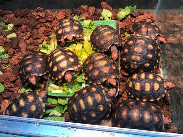 Tổng hợp các loại rùa cạn cảnh dễ nuôi, được nhiều người yêu thích