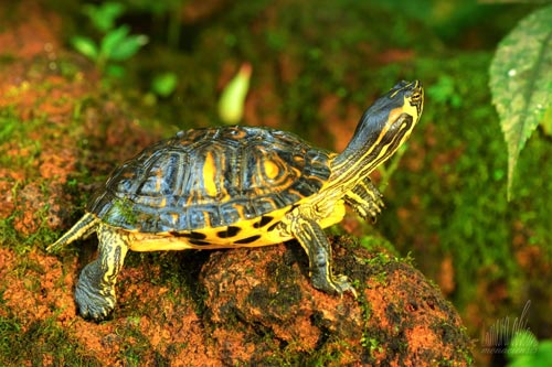 Cấp phép gây nuôi sinh sản loài rùa đầu to là tắc trách  Báo Pháp luật  Việt Nam điện tử