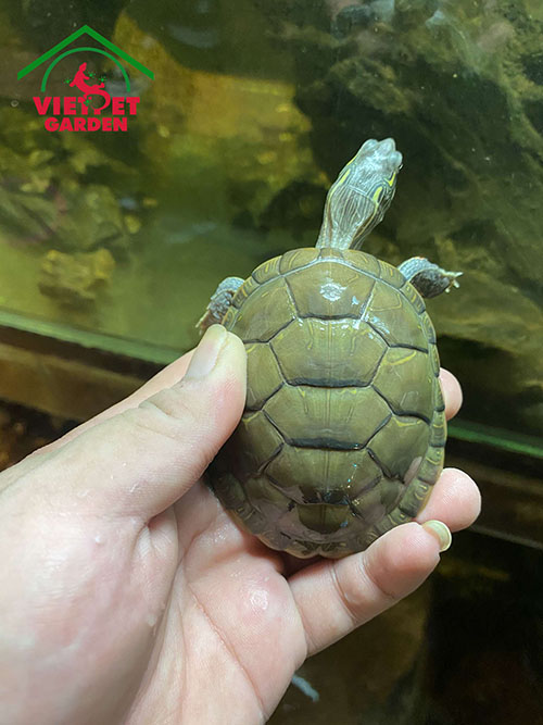 Rùa eastern painted turtle là một trong những loài rùa cảnh phổ biến và đẹp nhất. Với sự kết hợp màu sắc tươi sáng và đa dạng hoa văn, rùa này sẽ là một điểm nhấn trang trí hứa hẹn mang lại sự lung linh và thu hút cho không gian sống của bạn. Hãy cùng khám phá sự tuyệt vời trong những bức ảnh về rùa cảnh này!