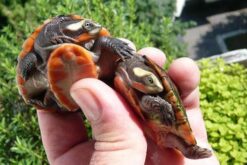 Rùa Bụng Hồng – Pink Bellied Sideneck Turtle 3
