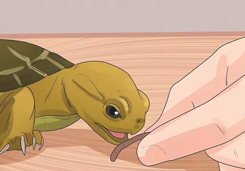 Để nuôi được rùa cạn sống khỏe mạnh, không bị bệnh tật bạn nên cho rùa ăn các loại thức ăn dành cho rùa cạn