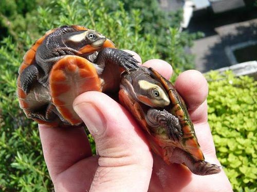 Những loài rùa hình dáng kỳ lạ nhất hành tinh  Tuổi Trẻ Online