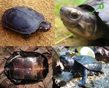Thế giới kỳ thú của các loài rùa đầm lầy châu Mỹ
