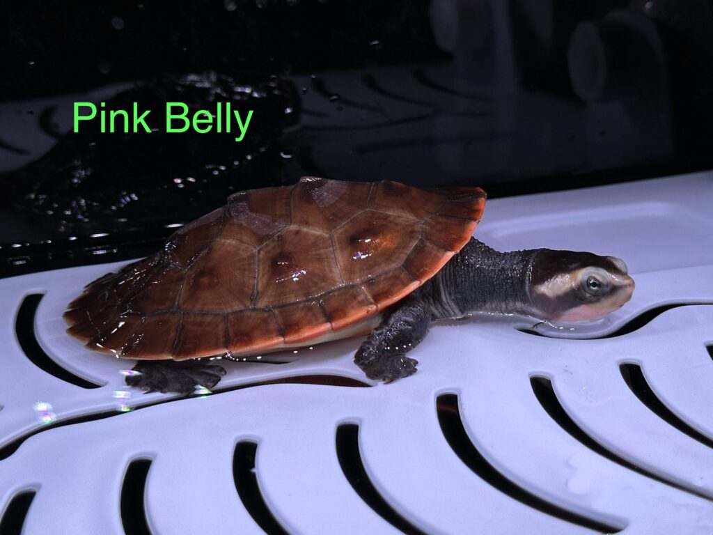 Rùa Bụng Hồng – Pink Bellied Sideneck Turtle 3