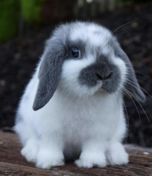 Thỏ Minilop Rabbit thuần chủng hàng nhập Thái Lan giá 1tr5 bé