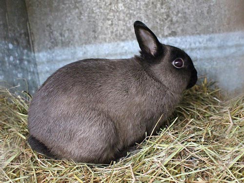 Thỏ Netherland Rabbit