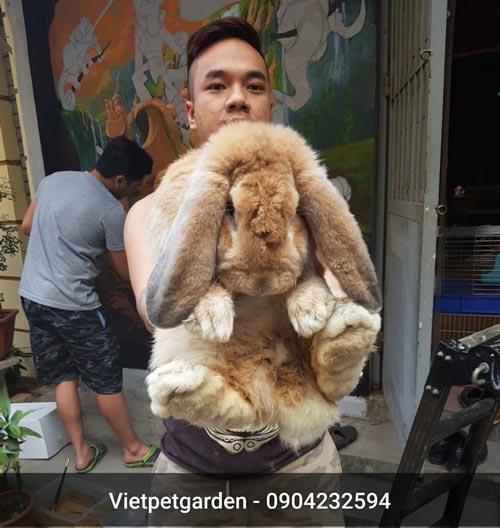 Thỏ Tai Cụp Pháp - French Lop Rabbit - Vietpetgarden