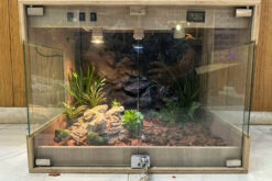 Bể gỗ cho bò sát