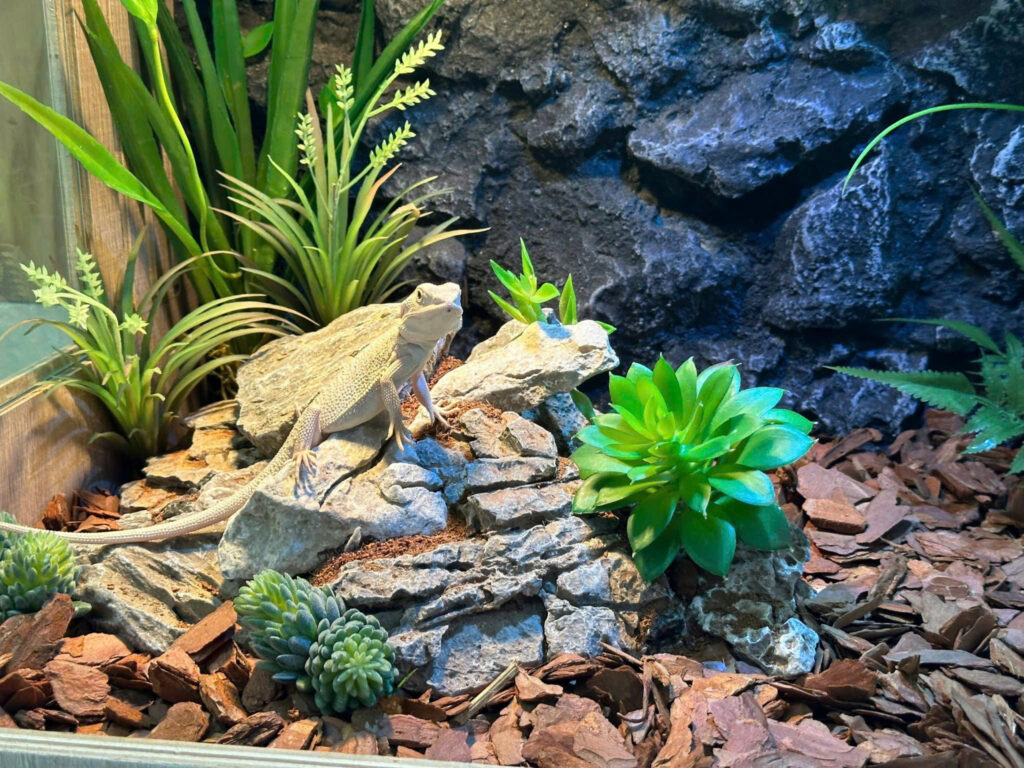 Bể gỗ cho bò sát 