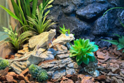 Bể gỗ cho bò sát