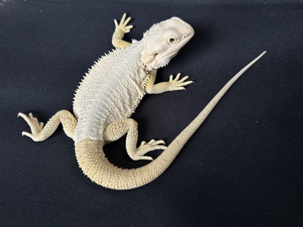 Bearded Dragon - Rồng Úc
