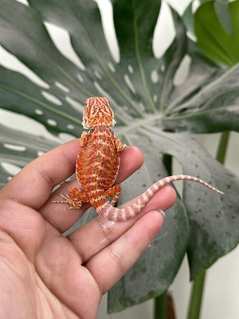 Bearded Dragon - Rồng Úc