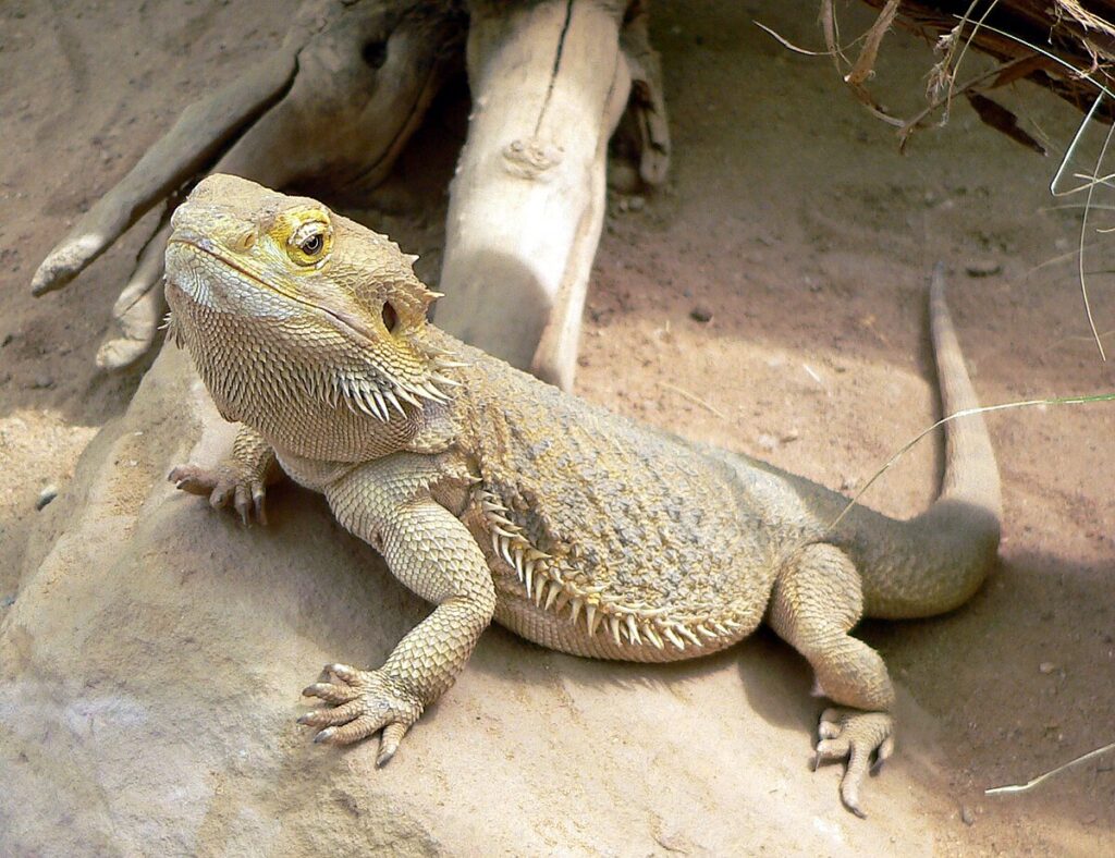 Bearded Dragon - Rồng Úc