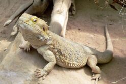 Bearded Dragon - Rồng Úc