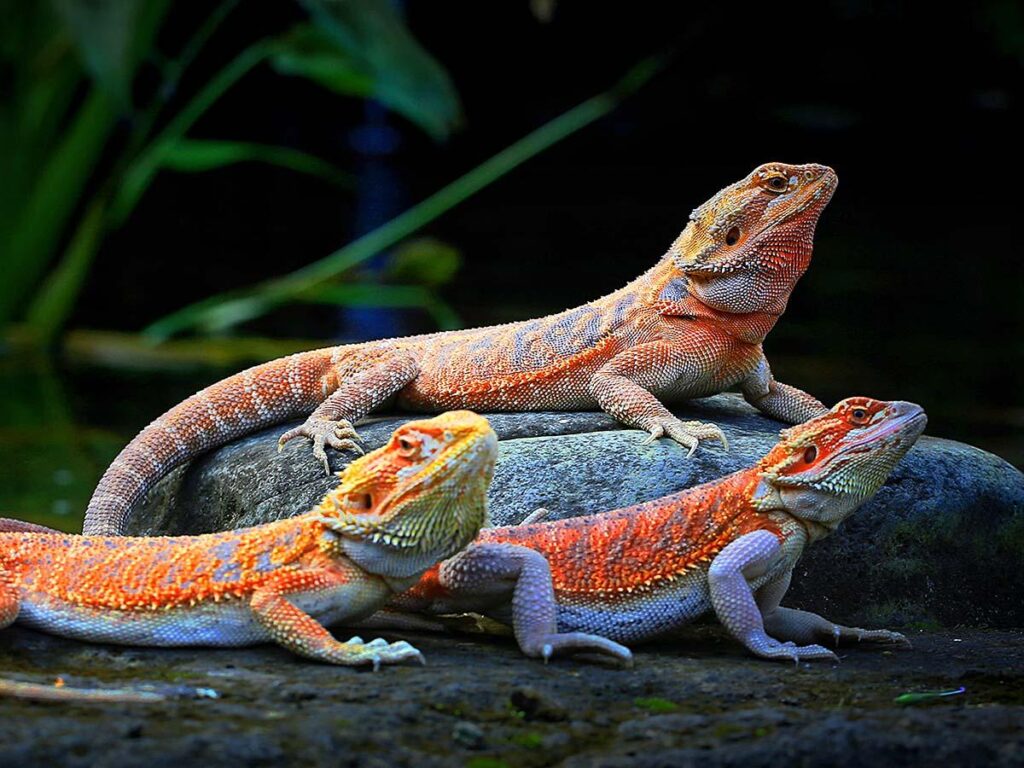 Bearded dragon - rồng úc (3)