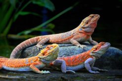 Bearded dragon - rồng úc (3)