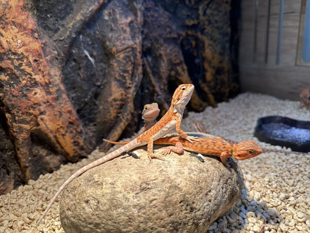 Bearded Dragon - Rồng Úc