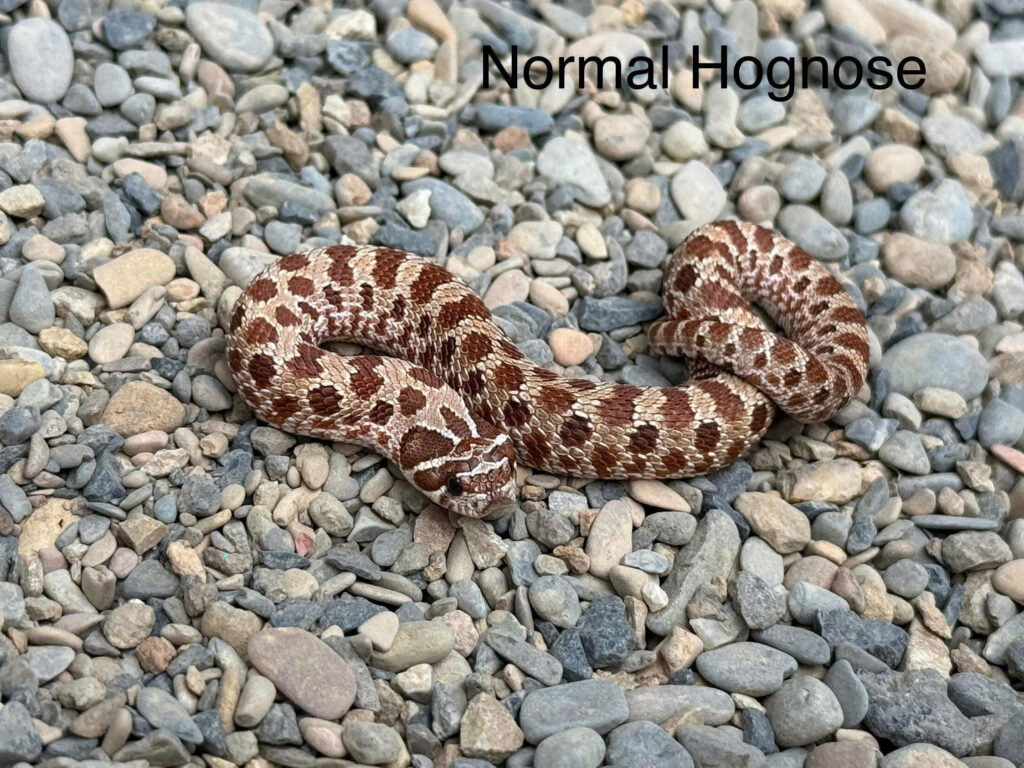 rắn mũi heo - hognose snake
