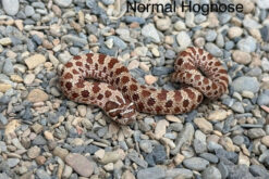 rắn mũi heo - hognose snake