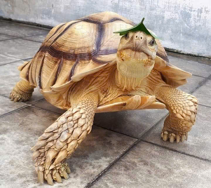 Sulcata tortoise - Rùa Cựa Châu Phi (1)